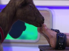German Goat tickling #4