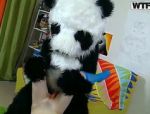 Eine magere Schalmpe Nicki hat wilden Spaß mit einige dreckige Panda #6